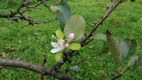 Rodzinny Ogród Działkowy Sielanka
