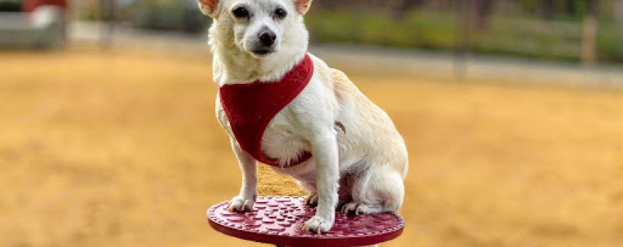 Centennial Way Dog Park