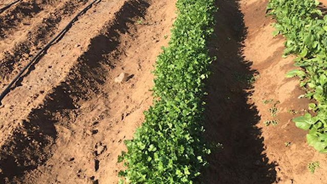 Ali Family Homestead & Farm