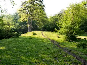 Kashpel Forest Park