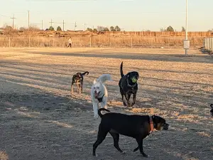 Del Norte Dog Park