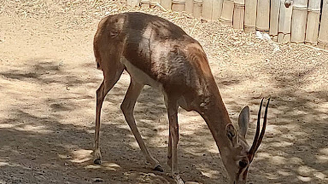 Hamma Zoological Park