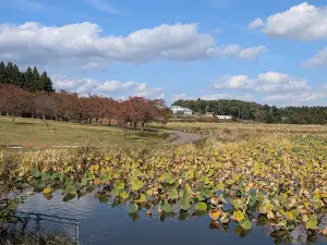 Arcadia Park