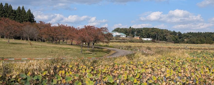 Arcadia Park