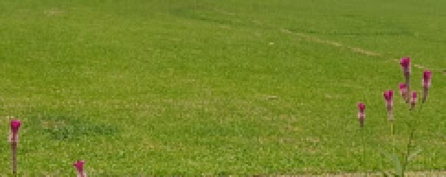 Lapangan Pondok Melati