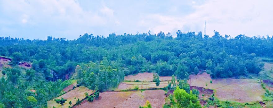 Angacha millennium park ❨ የአንጋጫ ሚሊኒየም ፓርክ ❩