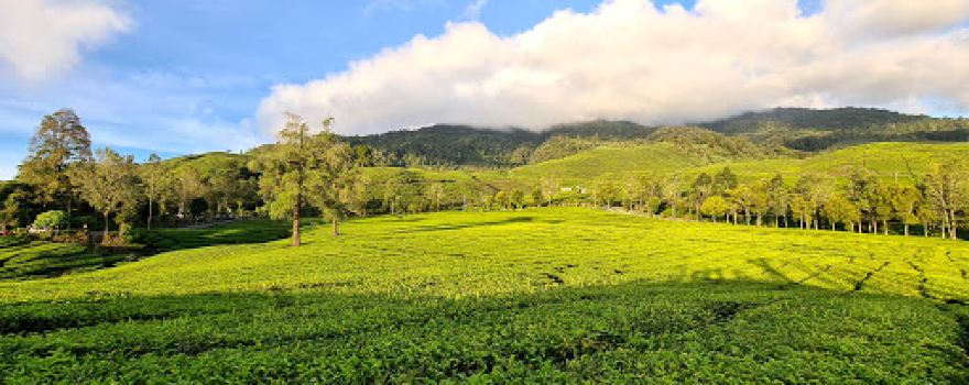 View Teh Danau Kembar