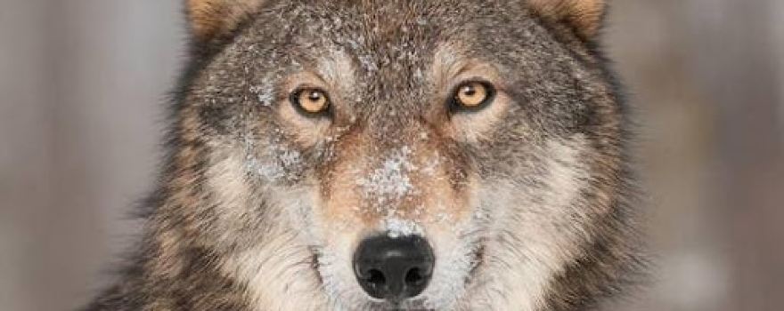 Wolf's Den