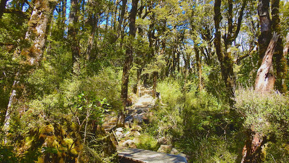 Avalanche Creek Waterfall