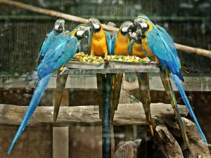 National Zoological Park, Delhi