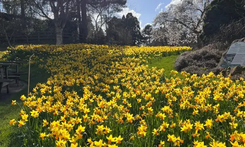 Giardino botanico Reale di Edimburgo