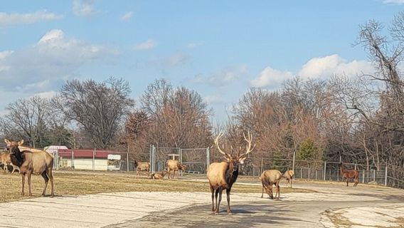 Wild Animal Safari - Springfield/Strafford, Missouri