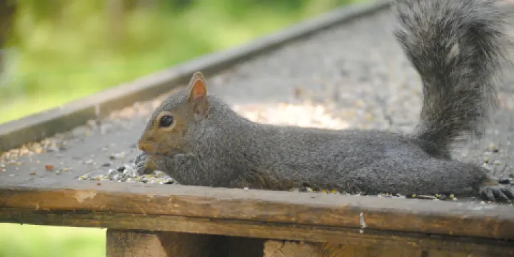 Buckley Wildlife Sanctuary