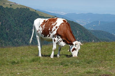 Bol d'air
