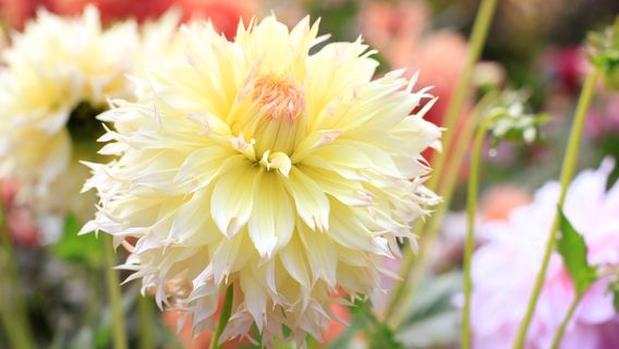 Mendocino Coast Botanical Gardens