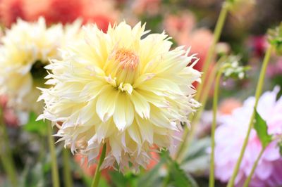 Mendocino Coast Botanical Gardens