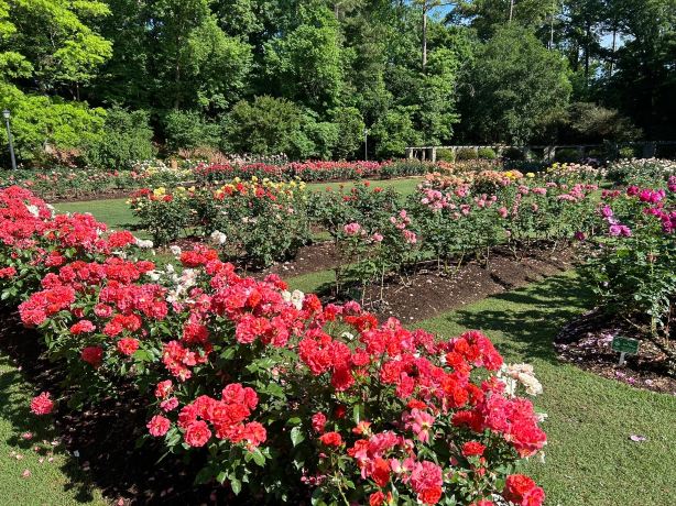 Rose Garden