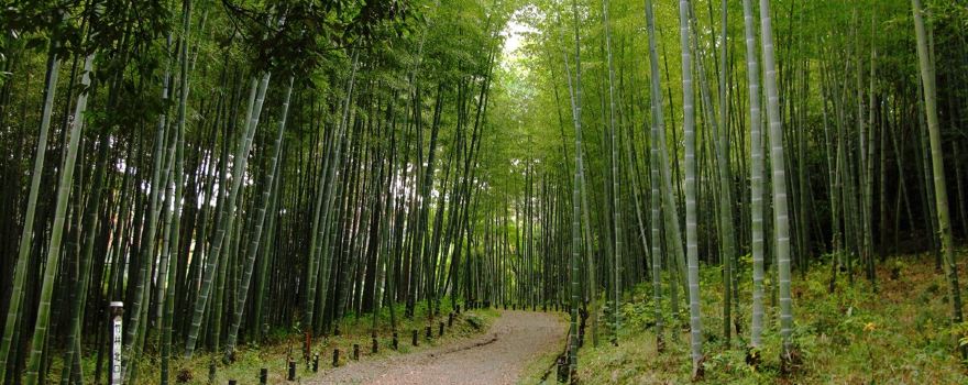 Aichi Prefecture Forest Park