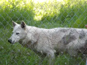 Wolf Education & Research Center