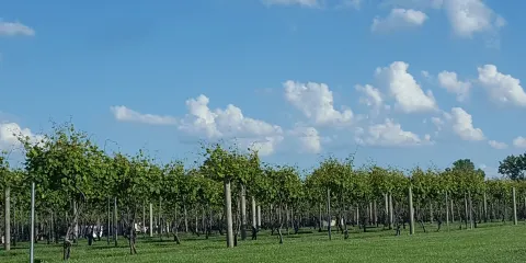 Stonehaus Farms Vineyard and Winery