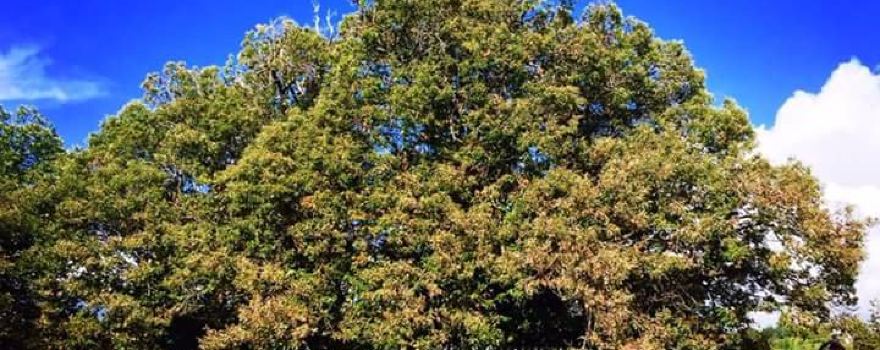 Hundred Horse Chestnut