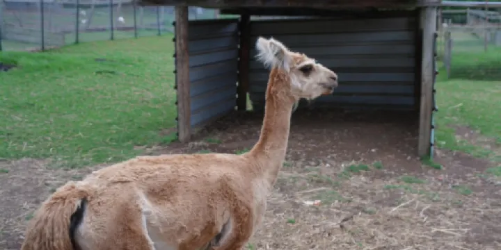 Golden Ridge Animal Farm