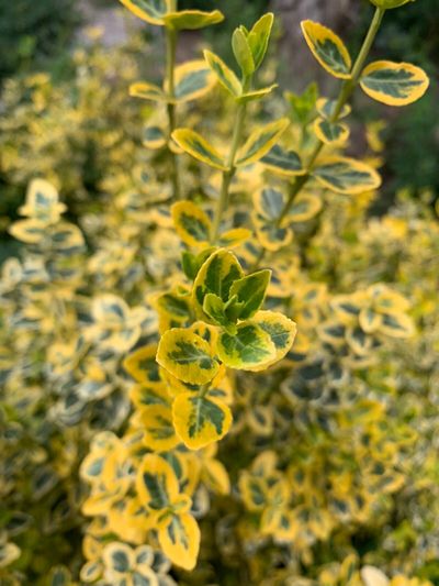 Dulovine Botanical Garden