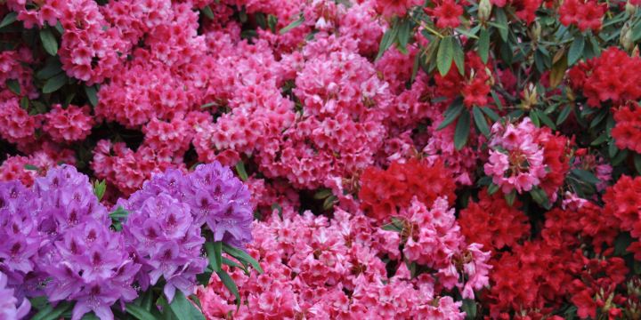 Finnerty Gardens