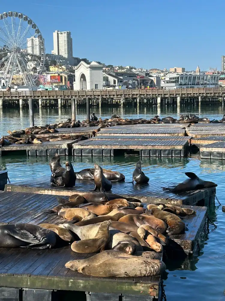 Hotels in der Nähe von Sea Lion Center