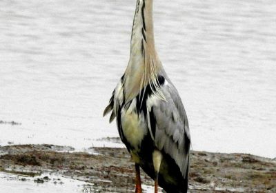 Basai Wetlands