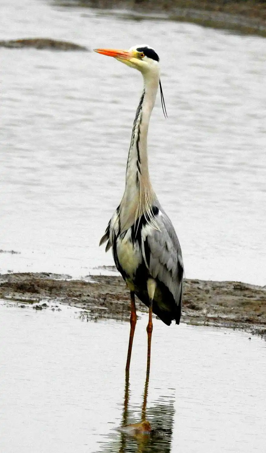 Hotels near Basai Wetlands