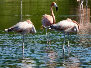 Birdwatching with Paulino Lopez Delgado