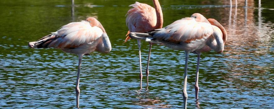 Birdwatching with Paulino Lopez Delgado