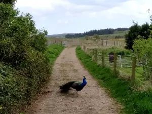 Willows Animal Sanctuary