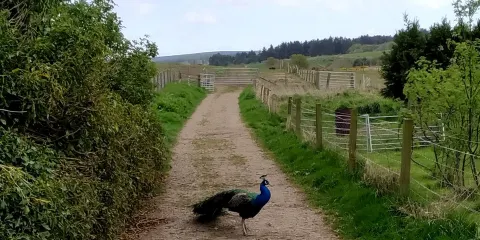 Willows Animal Sanctuary