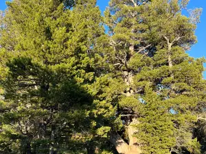 Limber Pine Nature Trail