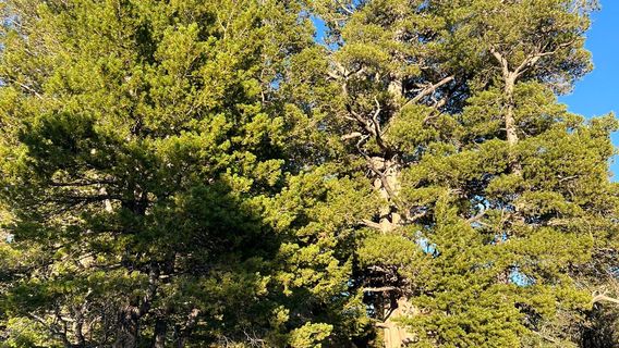 Limber Pine Nature Trail