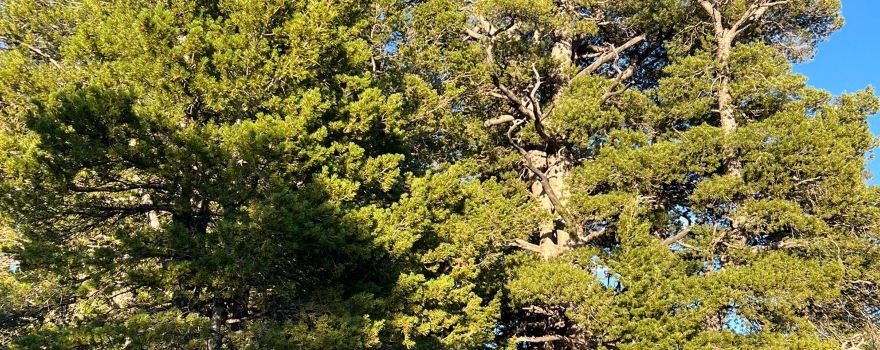 Limber Pine Nature Trail