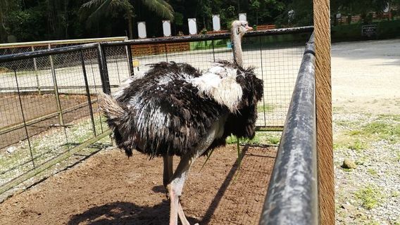 Loboc Wildlife & Nature Park