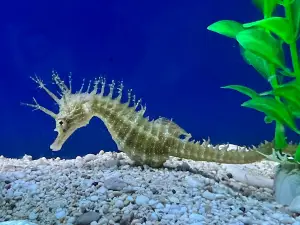 Adriatic aquarium Baška