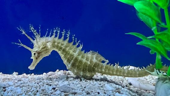 Adriatic aquarium Baška