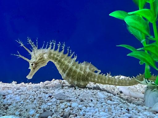 Adriatic aquarium Baška