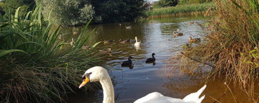 Bluebell Drive Park