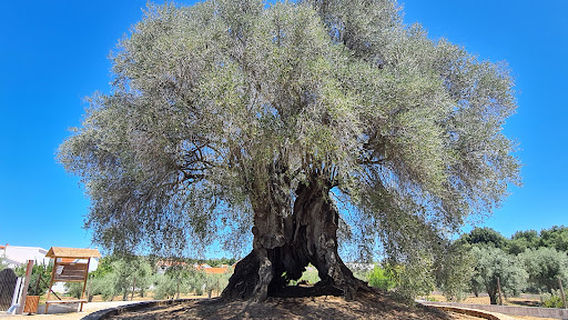 Oliveira do Mouchão