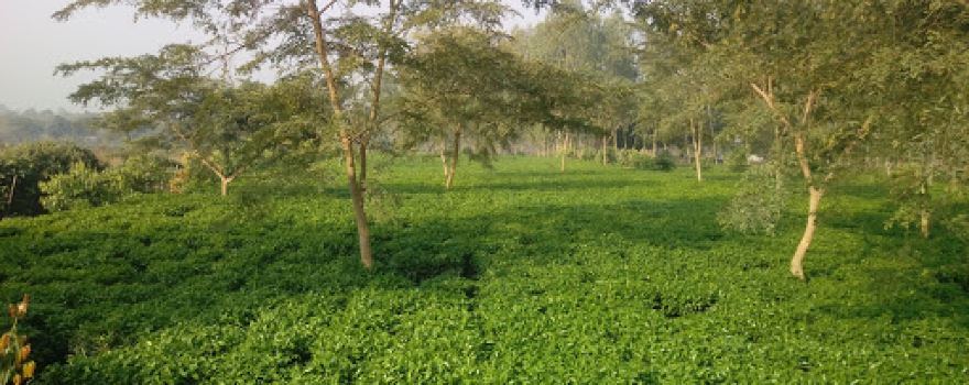 Rangers tea garden