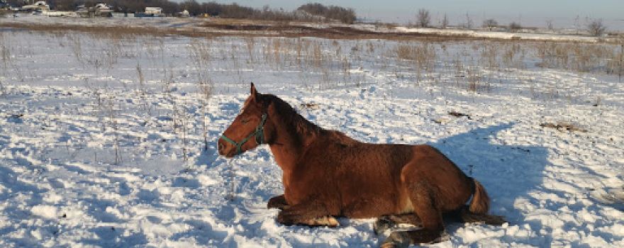 Территория Дончаков "Гелиос"