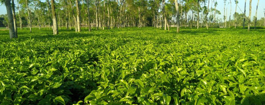 Bahagili Tea Garden