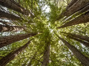Ohl Redwood Grove Park
