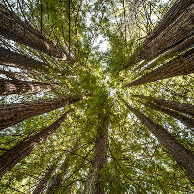 Ohl Redwood Grove Park