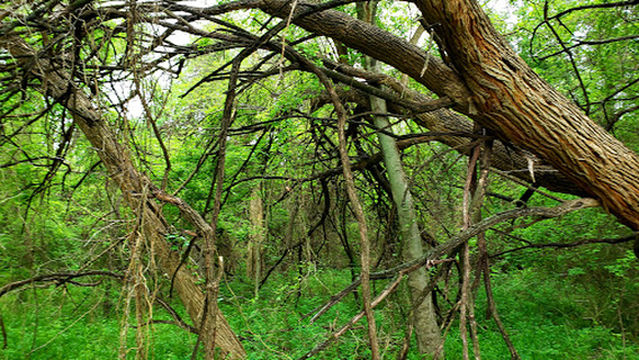 SCIP Recreational Trails